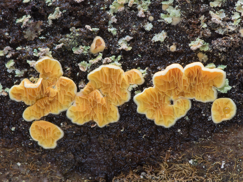 Pseudomerulius aureus